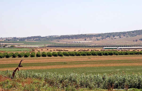 שדות ירוקים 8