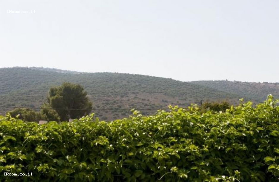 חלום גלילי 13