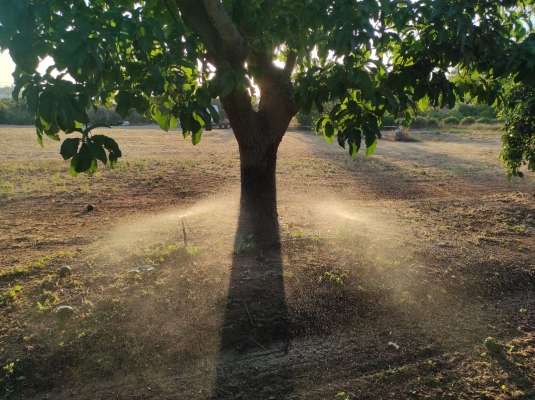 בלב המטעים 1