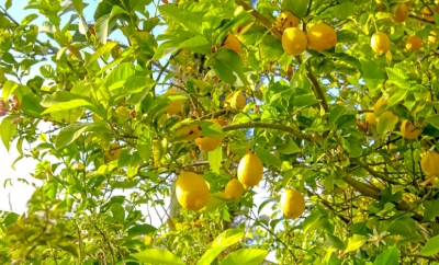 בוסתן התבור 1
